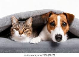 🐾 Dogs vs. Cats: Different Personalities, Same Love