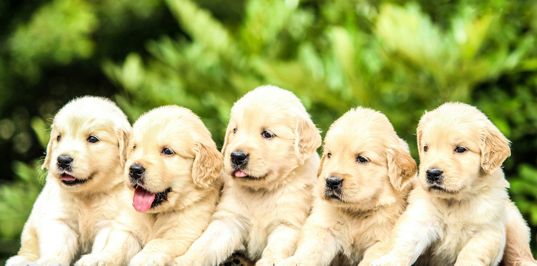🐾 The Unbreakable Bond: Why Dogs and Cats Make Life Beautiful.