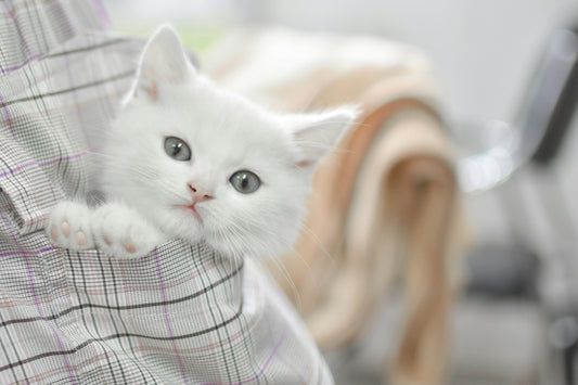 🐱 The Magic of Living with Cats