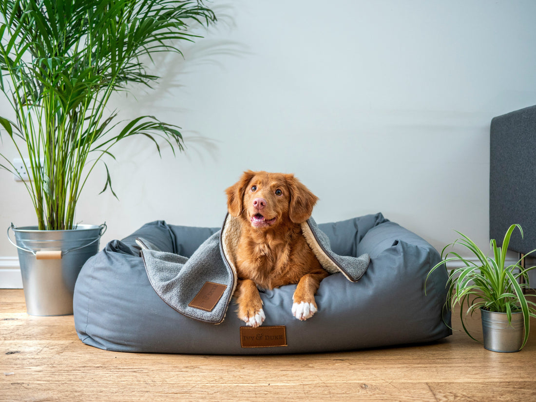 🐶 Why Dogs Are Called “Man’s Best Friend”